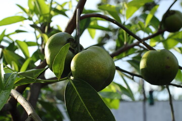 Unripe Diospyros Nigra Fruits