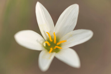 Zephyranthes candida, known in Japan as "Tamasudare"