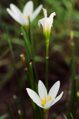 Zephyranthes candida, known in Japan as "Tamasudare"