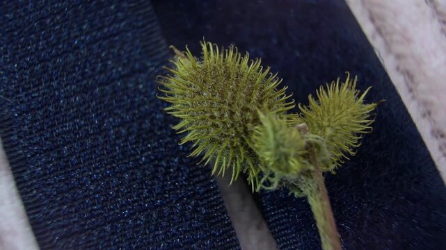 A Cocklebur fruit (Xanthium strumarium) on the surface of a nylon Velcro fastener. Natural fastening mechanisms