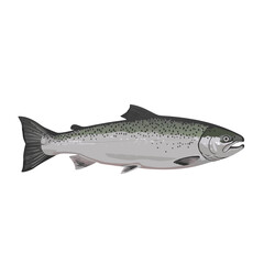 Naklejka premium Coho salmon illustration with detailed features on transparent background, isolated, vector