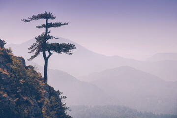 Single pine tree on a cliff overlooking a tranquil mountain range at dawn, showing layers of serene forested hills