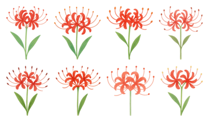 PNG Vibrant red spider lilies illustration, element set on transparent background