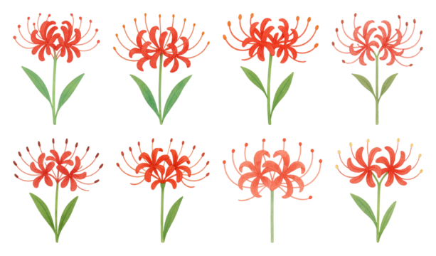 PNG Vibrant red spider lilies illustration, element set on transparent background