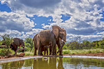 Fototapeta premium Small group of African bush elephant with baby along waterhole in Greater Kruger National park, South Africa ; Specie Loxodonta africana family of Elephantidae