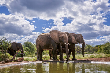 Fototapeta premium Small group of African bush elephant with baby along waterhole in Greater Kruger National park, South Africa ; Specie Loxodonta africana family of Elephantidae