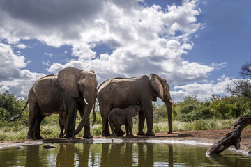 Obraz premium Two African bush elephants with calf suckling along waterhole in Greater Kruger National park, South Africa ; Specie Loxodonta africana family of Elephantidae