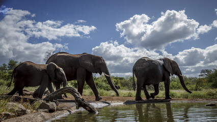 Fototapeta premium Three African bush elephants walking along waterhole in Greater Kruger National park, South Africa ; Specie Loxodonta africana family of Elephantidae