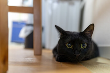 黒猫