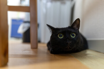 黒猫
