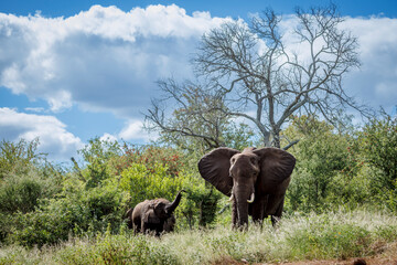 Naklejka premium African bush elephant with cub in green savannah in Greater Kruger National park, South Africa ; Specie Loxodonta africana family of Elephantidae