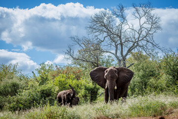 Fototapeta premium African bush elephant with cub in green savannah in Greater Kruger National park, South Africa ; Specie Loxodonta africana family of Elephantidae