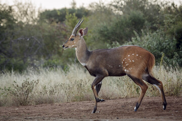 Cape bushbuck horned male walking in Kruger National park, South Africa ; Specie Tragelaphus sylvaticus family of Bovidae