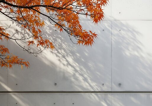 Autumn Maple Tree Foliage with Soft Shadow Play on Modern White Wall