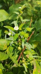 Small white wildflowers and spiky green seed pods plant