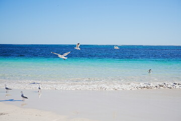 Naklejka premium Lancelin Back Beach in Perth, Australia - オーストラリア パース ランセリンビーチ
