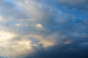 Lone bird soaring through a dramatic cloudy sky.