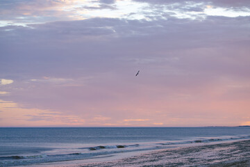 Seagull soaring above pink coastal sky