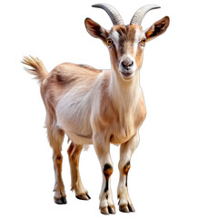 Obraz premium goat isolated on white background