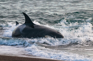 Killer Whale, Orca, hunting a sea lion pup, Peninsula Valdes, Patagonia Argentina