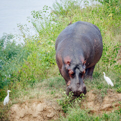 Fototapeta premium Hippopotamus grazing along water with cattle egret in Kruger National park, South Africa ; Specie Hippopotamus amphibius family of Hippopotamidae