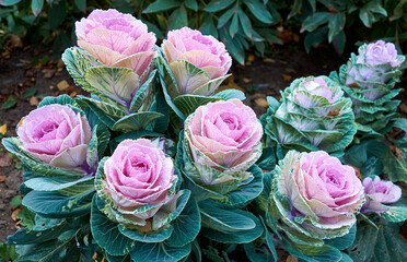 Garden flowerbed, decorative cauliflower, bright flowers