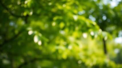 Blurred foliage with soft bokeh lights creating a serene and peaceful natural backdrop.