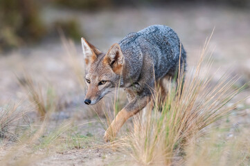 Pampas Grey fox in Pampas grass environment, La Pampa province, Patagonia, Argentina.