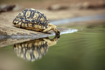 Leopard tortoise drinking in waterhole with reflection in Kgalagadi transfrontier park, South Africa ; Specie Stigmochelys pardalis family of Testudinidae