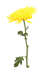 Yellow chrysanthemum single flower isolated on white background 
