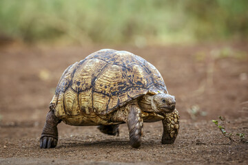 Leopard tortoise walking side view in Kgalagadi transfrontier park, South Africa ; Specie Stigmochelys pardalis family of Testudinidae