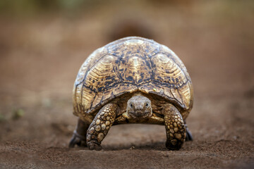 Leopard tortoise walking front view in Kgalagadi transfrontier park, South Africa ; Specie Stigmochelys pardalis family of Testudinidae