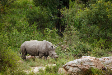 Obraz premium Southern white rhinoceros walking in green savannah in Greater Kruger National park, South Africa ; Specie Ceratotherium simum simum family of Rhinocerotidae