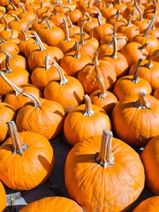 Lots of pumpkins on a fall farm