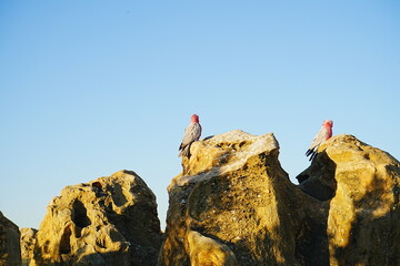 Red Parrot in the Desert - 砂漠にいる赤いオウム