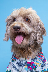 beige dog with Hawaiian shirt