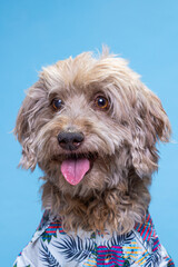 beige dog with Hawaiian shirt