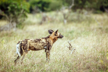 African wild dog standing in savannah in alert in Kruger National park, South Africa ; Specie Lycaon pictus family of Canidae