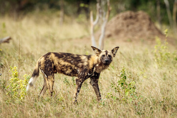 African wild dog standing in savannah side view looking at camera in Kruger National park, South Africa ; Specie Lycaon pictus family of Canidae