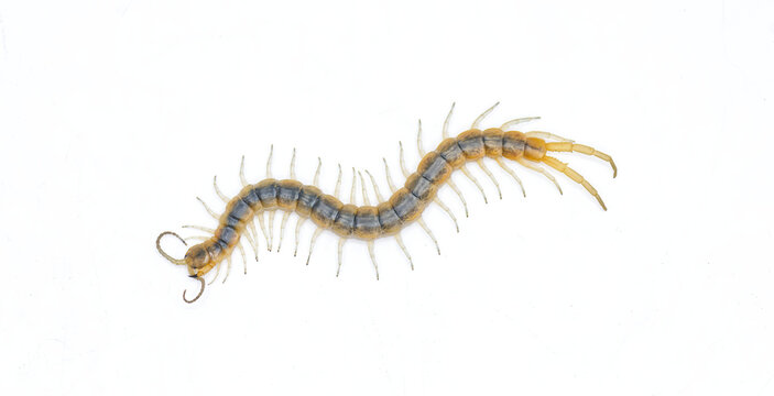 Florida Blue centipede - Scolopendra viridis - are venomous and can inflict painful stings, injecting their venom through pincer-like appendages known as forcipules or toxicognaths.  Isolated white