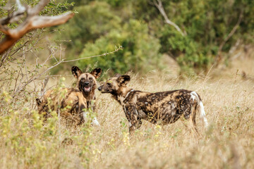 Three African wild dogs standing in savannah in Kruger National park, South Africa ; Specie Lycaon pictus family of Canidae