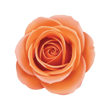 Close up of vivid orange rose flower with layered petals and realistic texture