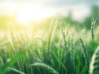 Fototapeta premium Wheat field in early morning light, vibrant green stalks swaying gently in breeze. sun casts warm glow, creating peaceful