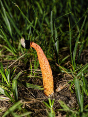 Phallus rubicundus - Devils stinkhorn is a species of fungus found in tropical regions. It has the typical stinkhorn structure consisting of a sponge stalk tall arising from a gelatinous egg