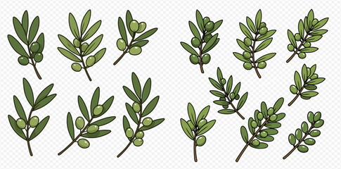 Illustration of olive branches with green olives and leaves on a transparent background.