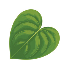 Heart shaped tropical leaf with bright green color and elegant symmetry symbolizing love and vitality