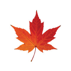 Red maple leaf symbolizing autumn season with rich crimson tones and natural texture