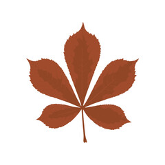 Deep brown autumn leaf with crisp edges and natural drying veins representing seasonal change