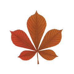 Reddish brown maple leaf with five pointed tips symbolizing the peak of autumn