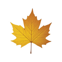 Classic maple leaf in vibrant golden orange tones representing the essence of fall foliage